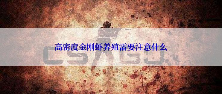 高密度金刚虾养殖需要注意什么