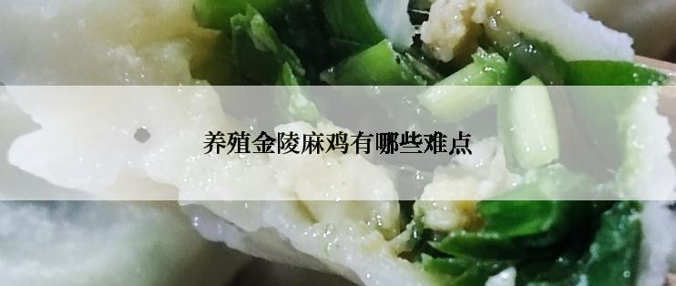 养殖金陵麻鸡有哪些难点
