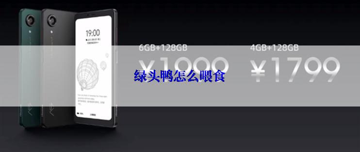 绿头鸭怎么喂食