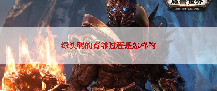 绿头鸭的育雏过程是怎样的