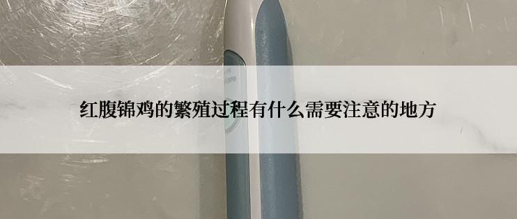 红腹锦鸡的繁殖过程有什么需要注意的地方
