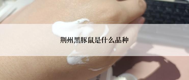 荆州黑豚鼠是什么品种