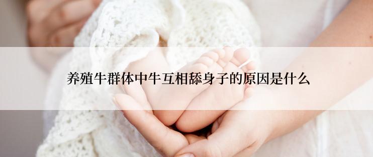  养殖牛群体中牛互相舔身子的原因是什么