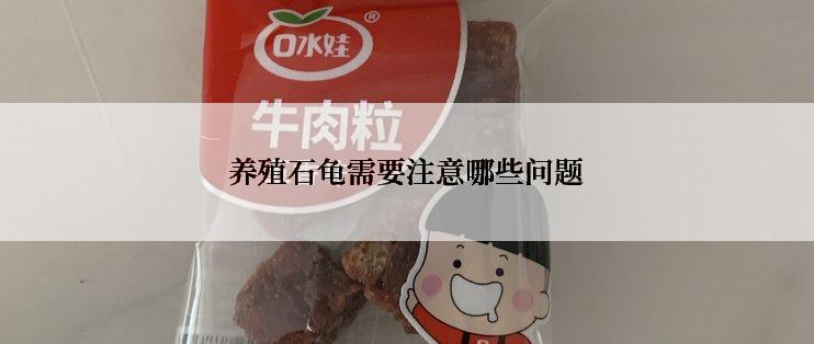 养殖石龟需要注意哪些问题