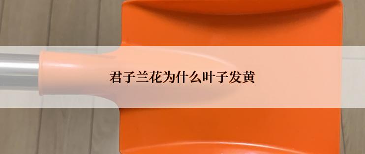 君子兰花为什么叶子发黄