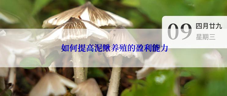  如何提高泥鳅养殖的盈利能力