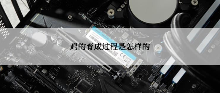 鸡的育成过程是怎样的