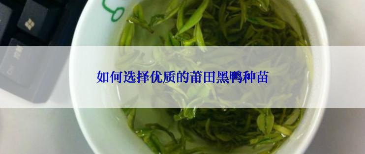 如何选择优质的莆田黑鸭种苗