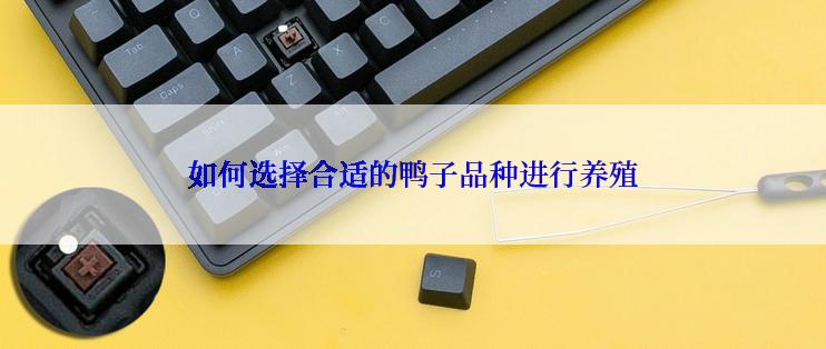 如何选择合适的鸭子品种进行养殖