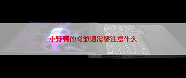小野鸭的育雏期需要注意什么