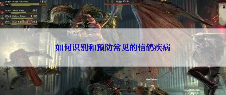 如何识别和预防常见的信鸽疾病