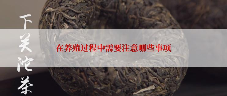 在养殖过程中需要注意哪些事项