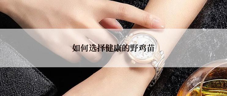 如何选择健康的野鸡苗