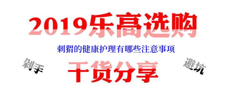 刺猬的健康护理有哪些注意事项