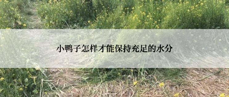 小鸭子怎样才能保持充足的水分