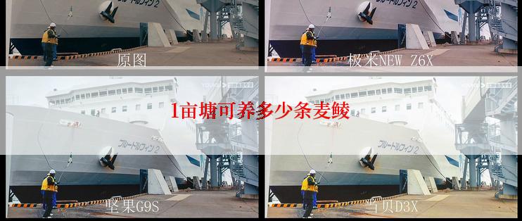 1亩塘可养多少条麦鲮