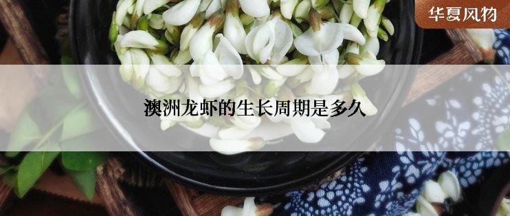 澳洲龙虾的生长周期是多久