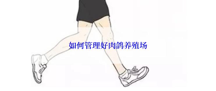 如何管理好肉鸽养殖场