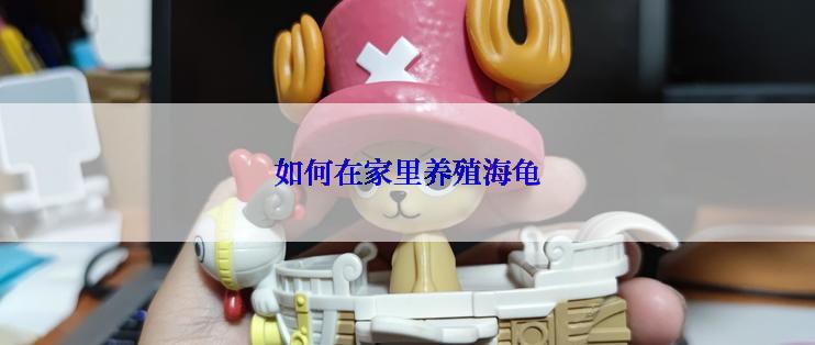 如何在家里养殖海龟
