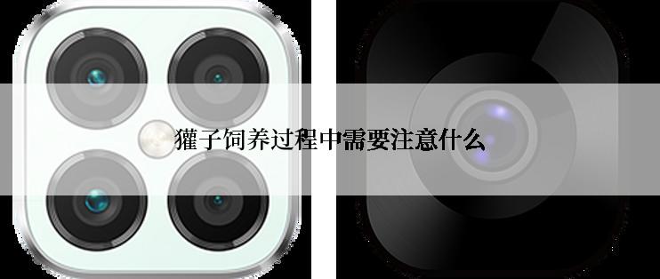 獾子饲养过程中需要注意什么