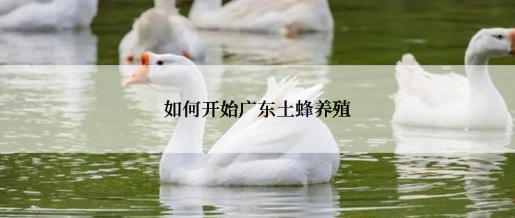 如何开始广东土蜂养殖
