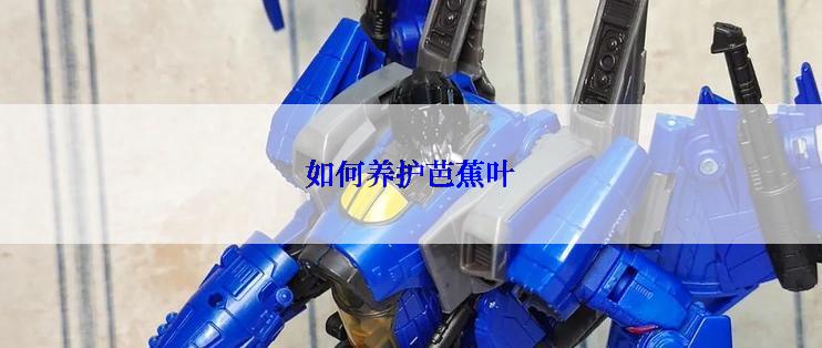 如何养护芭蕉叶