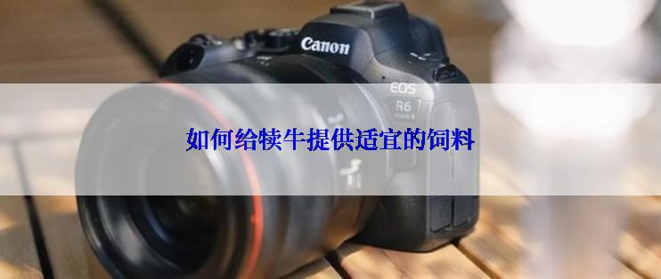 如何给犊牛提供适宜的饲料