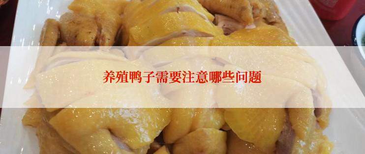 养殖鸭子需要注意哪些问题