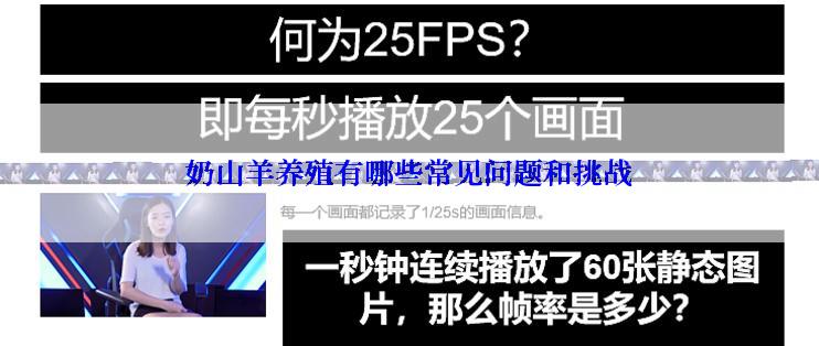 奶山羊养殖有哪些常见问题和挑战