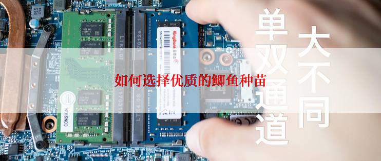 如何选择优质的鲫鱼种苗