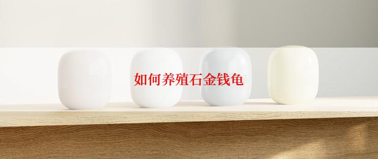如何养殖石金钱龟