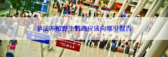非法养殖野生鹦鹉应该向哪里报告
