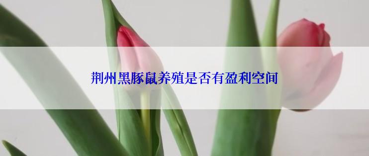 荆州黑豚鼠养殖是否有盈利空间