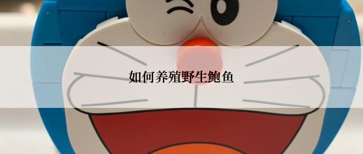 如何养殖野生鲍鱼