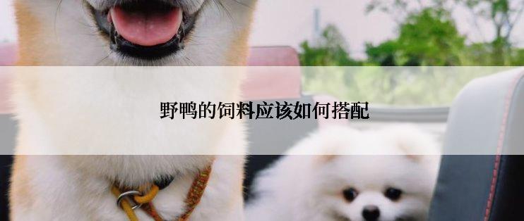  野鸭的饲料应该如何搭配