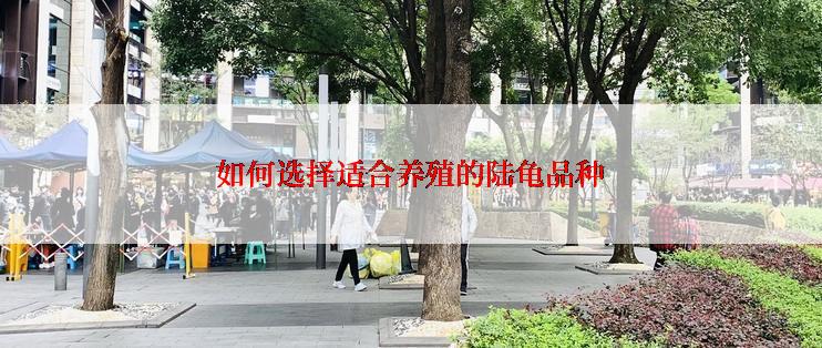 如何选择适合养殖的陆龟品种