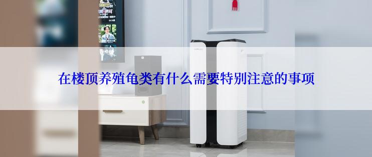 在楼顶养殖龟类有什么需要特别注意的事项