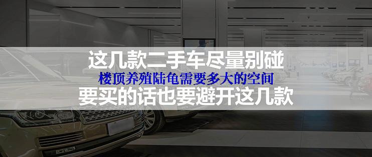 楼顶养殖陆龟需要多大的空间