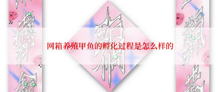  网箱养殖甲鱼的孵化过程是怎么样的