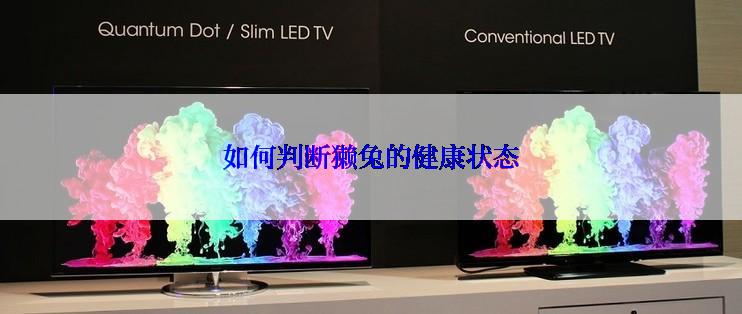 如何判断獭兔的健康状态