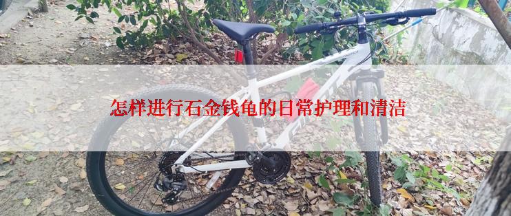  怎样进行石金钱龟的日常护理和清洁