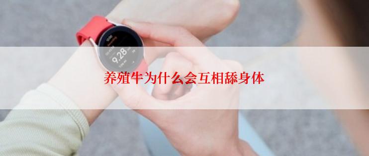 养殖牛为什么会互相舔身体