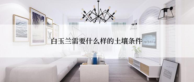 白玉兰需要什么样的土壤条件