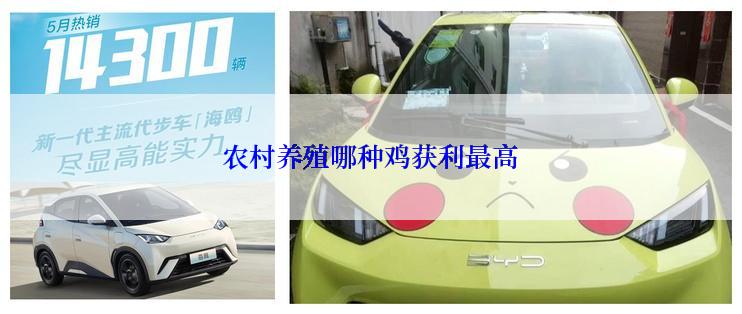 农村养殖哪种鸡获利最高