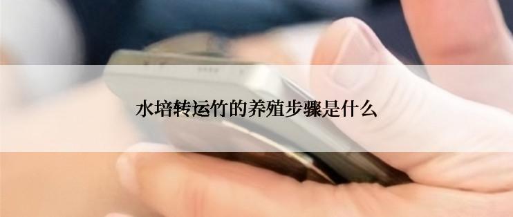 水培转运竹的养殖步骤是什么