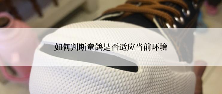 如何判断童鸽是否适应当前环境