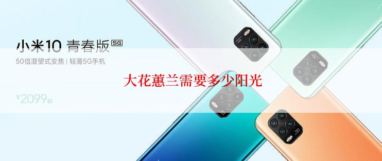  大花蕙兰需要多少阳光