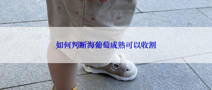 如何判断海葡萄成熟可以收割