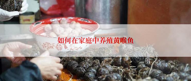 如何在家庭中养殖黄喉鱼