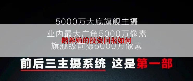 鹅养殖的投资回报如何